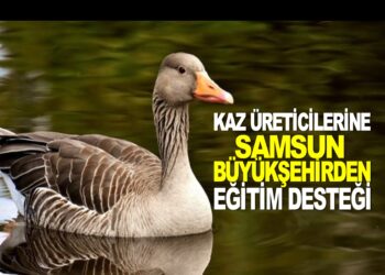 KAZ ÜRETİCİLERİNE SAMSUN BÜYÜKŞEHİRDEN EĞİTİM DESTEĞİ