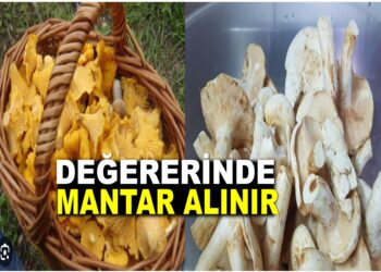 ASARCIK’TA DEĞERİNDE MANTAR ALINIR