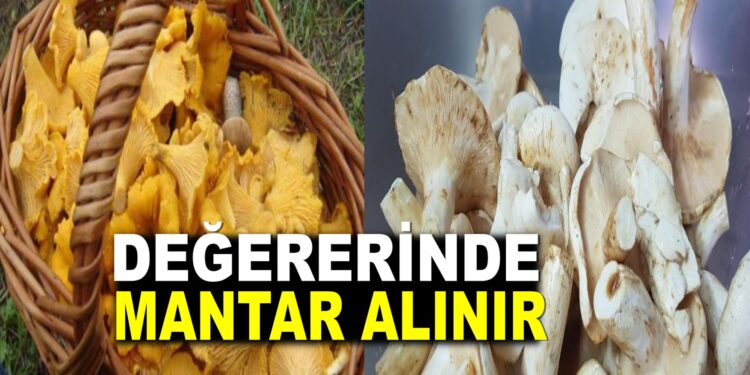 ASARCIK’TA DEĞERİNDE MANTAR ALINIR