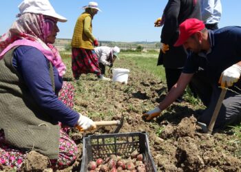 DOKAP TARAFINDAN DESTEKLENEN 15 ÇEŞİT OLMAK ÜZERE 150.000 ADET SOĞAN LADİK İLÇESİNE DİKİLDİ