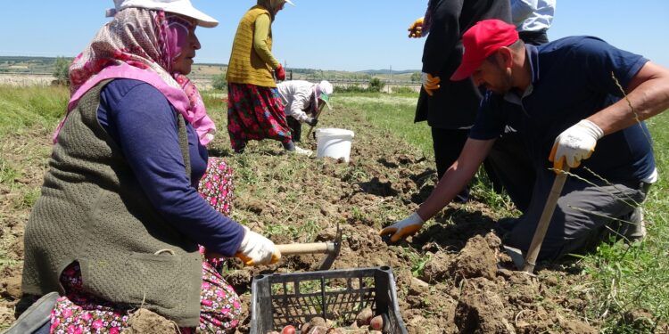 DOKAP TARAFINDAN DESTEKLENEN 15 ÇEŞİT OLMAK ÜZERE 150.000 ADET SOĞAN LADİK İLÇESİNE DİKİLDİ