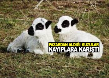 PAZARDAN ALDIĞI KUZULAR KAYIPLARA KARIŞTI