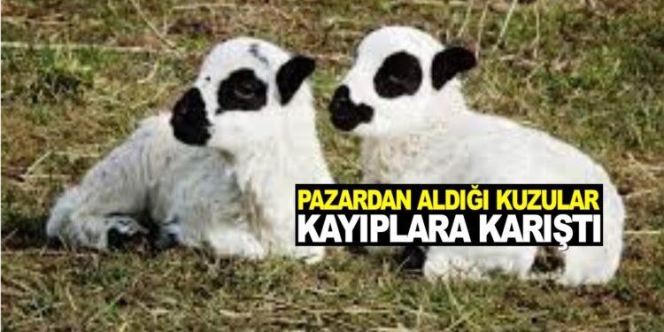 PAZARDAN ALDIĞI KUZULAR KAYIPLARA KARIŞTI