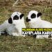 PAZARDAN ALDIĞI KUZULAR KAYIPLARA KARIŞTI
