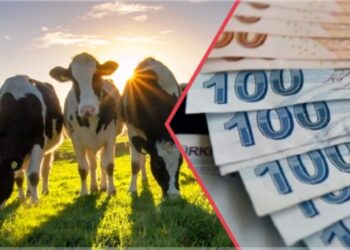 ÇİFTÇİYE DESTEK ÖDEMELERİ BUGÜN HESAPLARA YATIYOR