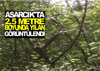 ASARCIK’TA 2.5 METRE BOYUNDA YILAN GÖRÜNTÜLENDİ