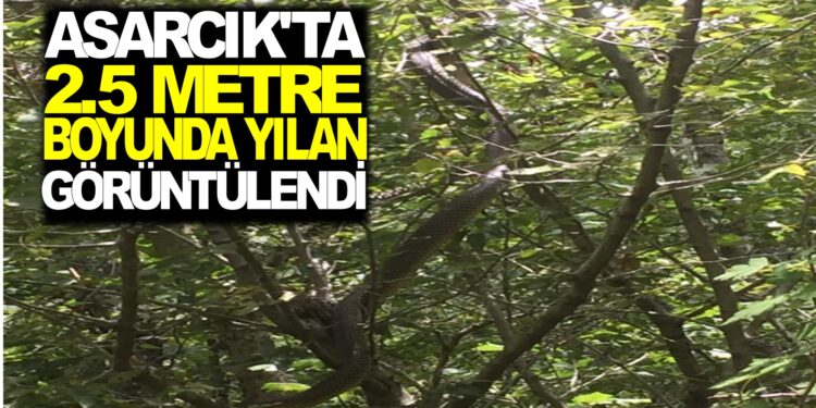 ASARCIK’TA 2.5 METRE BOYUNDA YILAN GÖRÜNTÜLENDİ