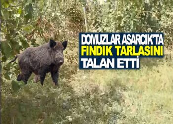 DOMUZ SÜRÜSÜ ASARCIK’TA FINDIK TARLASININ YARISINI TALAN ETTİ