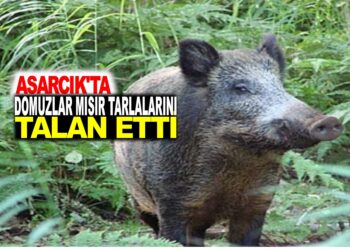ASARCIK’TA DOMUZLAR MISIR TARLALARINI TALAN ETTİ