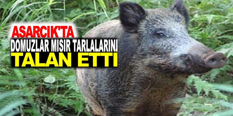ASARCIK’TA DOMUZLAR MISIR TARLALARINI TALAN ETTİ