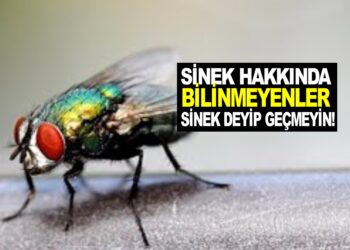 SİNEK HAKKINDA BİLİNMEYEN ÖZELLİKLER… SİNEK DEYİP GEÇMEYİN!