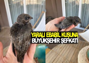 YARALI EBABİL KUŞUNA BÜYÜKŞEHİR ŞEFKATİ