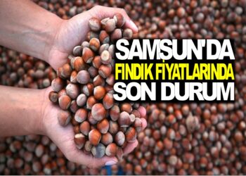SAMSUN’DA FINDIK FİYATLARINDA SON DURUM