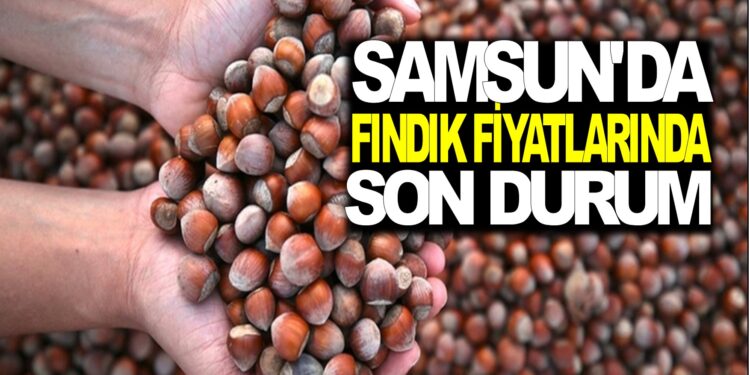 SAMSUN’DA FINDIK FİYATLARINDA SON DURUM