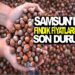 SAMSUN’DA FINDIK FİYATLARINDA SON DURUM