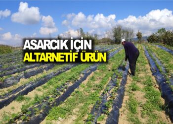ASARCIK İÇİN ALTARNETİF ÜRÜN
