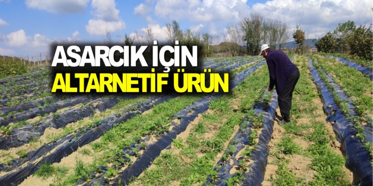 ASARCIK İÇİN ALTARNETİF ÜRÜN