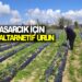 ASARCIK İÇİN ALTARNETİF ÜRÜN