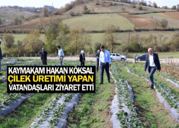 ASARCIK KAYMAKAMI HAKAN KÖKSAL ÇİLEK ÜRETİMİ YAPAN VATANDAŞLARI ZİYARET ETTİ