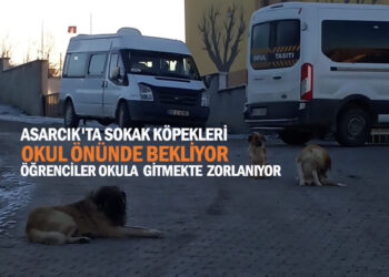 ASARCIK’TA,OKUL ÖNLERİNDE DOLAŞAN KÖPEKLER TEHLİKELİ OLMAYA BAŞLADI