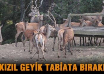 SAMSUN’DA 87 KIZIL GEYİK DOĞAYA BIRAKILDI