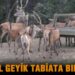 SAMSUN’DA 87 KIZIL GEYİK DOĞAYA BIRAKILDI