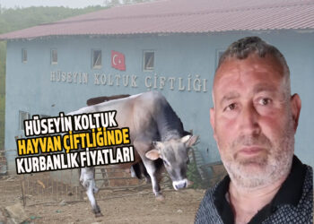 HÜSEYİN KOLTUK HAYVAN ÇİFTLİĞİNDE 2024 KURBANLIK FİYATLARI