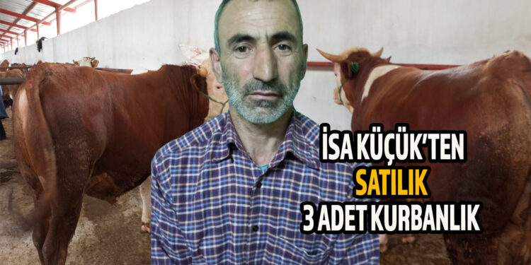 İSA KÜÇÜK’TEN SATILIK 3 ADET KURBANLIK