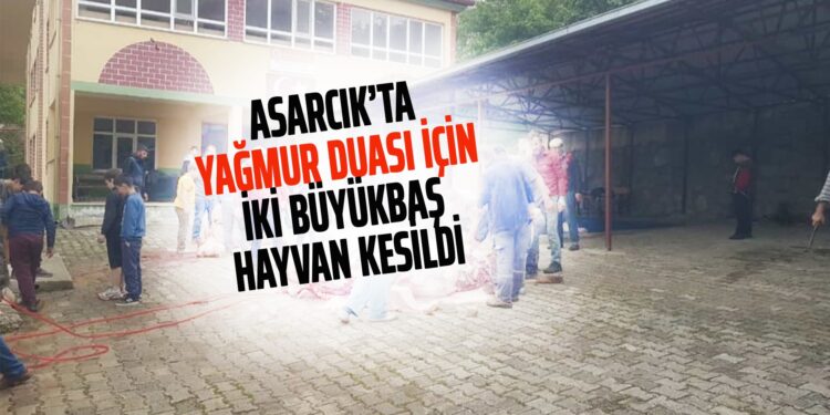 ASARCIK’TA YAĞMUR DUASI İÇİN İKİ BÜYÜKBAŞ HAYVAN KESİLDİ