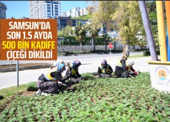 SAMSUN’DA SON 1.5 AYDA 500 BİN KADİFE ÇİÇEĞİ DİKİLDİ
