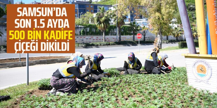 SAMSUN’DA SON 1.5 AYDA 500 BİN KADİFE ÇİÇEĞİ DİKİLDİ