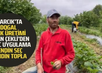 ASARCIK’TA DOĞAL ÇİLEK ÜRETİMİ ÜRETİCİ ADNAN ÇEKLİ ”KENDİN SEÇ KENDİN TOPLA” UYGULMASI BAŞLATTI