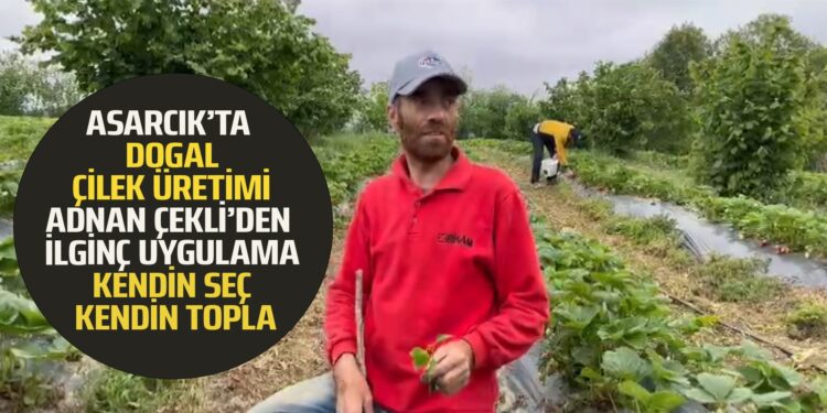 ASARCIK’TA DOĞAL ÇİLEK ÜRETİMİ ÜRETİCİ ADNAN ÇEKLİ ”KENDİN SEÇ KENDİN TOPLA” UYGULMASI BAŞLATTI