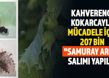 KAHVERENGİ KOKARCAYLA MÜCADELE İÇİN 207 BİN “SAMURAY ARISI” SALIMI YAPILDI