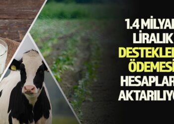 1.4 MİLYAR LİRALIK DESTEKLEME ÖDEMESİ HESAPLARA AKTARILIYOR