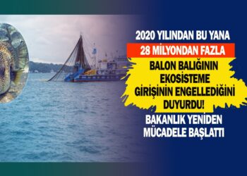 2020 YILINDAN BU YANA 28 MİLYONDAN FAZLA BALON BALIĞININ EKO SİSTEME GİRİŞİNİN ENGELLEDİĞİNİ DUYURDU! BAKANLIK YENİDEN MÜCADELE BAŞLATTI