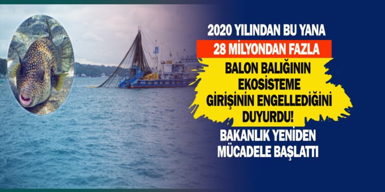2020 YILINDAN BU YANA 28 MİLYONDAN FAZLA BALON BALIĞININ EKO SİSTEME GİRİŞİNİN ENGELLEDİĞİNİ DUYURDU! BAKANLIK YENİDEN MÜCADELE BAŞLATTI