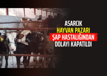 ASARCIK HAYVAN PAZARI ŞAP HASTALIĞINDAN DOLAYI KAPATILDI