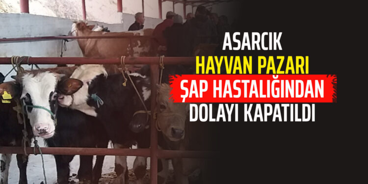 ASARCIK HAYVAN PAZARI ŞAP HASTALIĞINDAN DOLAYI KAPATILDI