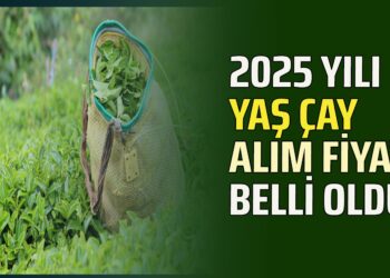 2025 YILI YAŞ ÇAY ALIM FİYATI BELLİ OLDU!