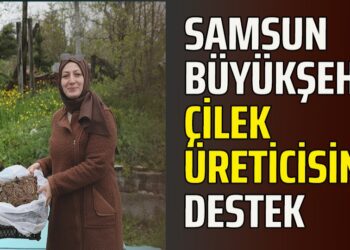 SAMSUN BÜYÜKŞEHİR’DEN ÇİLEK ÜRETİCİSİNE DESTEK