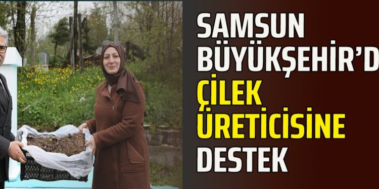SAMSUN BÜYÜKŞEHİR’DEN ÇİLEK ÜRETİCİSİNE DESTEK