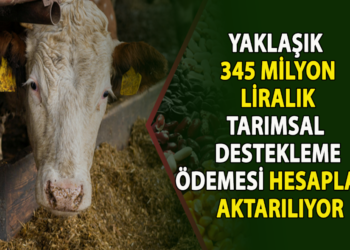 YAKLAŞIK 345 MİLYON LİRALIK TARIMSAL DESTEKLEME ÖDEMESİ HESAPLARA AKTARILIYOR