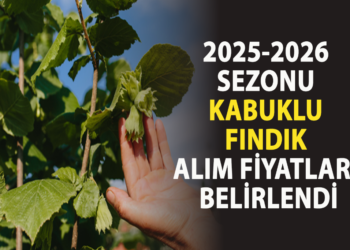 2025-2026 SEZONU KABUKLU FINDIK ALIM FİYATLARI BELİRLENDİ