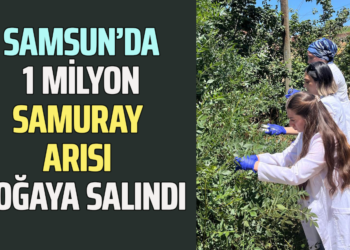 SAMSUN’DA1 MİLYON SAMURAY ARISI DOĞAYA SALINDI