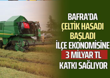 BAFRA’DA ÇELTİK HASADI BAŞLADI İLÇE EKONOMİSİNE 3 MİLYAR TL KATKI SAĞLIYOR
