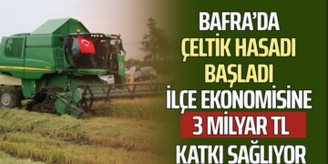 BAFRA’DA ÇELTİK HASADI BAŞLADI İLÇE EKONOMİSİNE 3 MİLYAR TL KATKI SAĞLIYOR