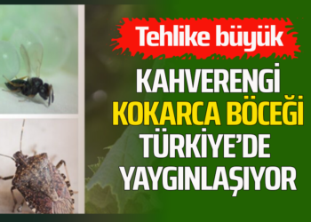 KAHVERENGİ KOKARCA BÖCEĞİ TÜRKİYE’DE YAYGINLAŞIYOR