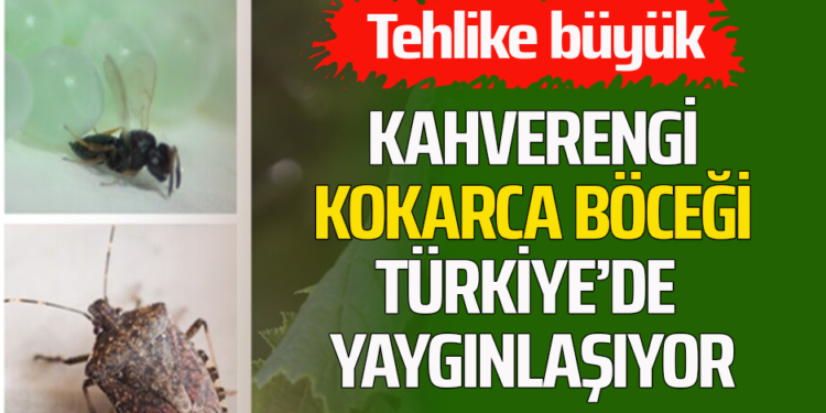 KAHVERENGİ KOKARCA BÖCEĞİ TÜRKİYE’DE YAYGINLAŞIYOR