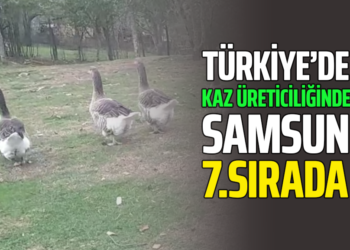 TÜRKİYE’DE KAZ ÜRETİCİLİĞİNDE SAMSUN 7.SIRADA